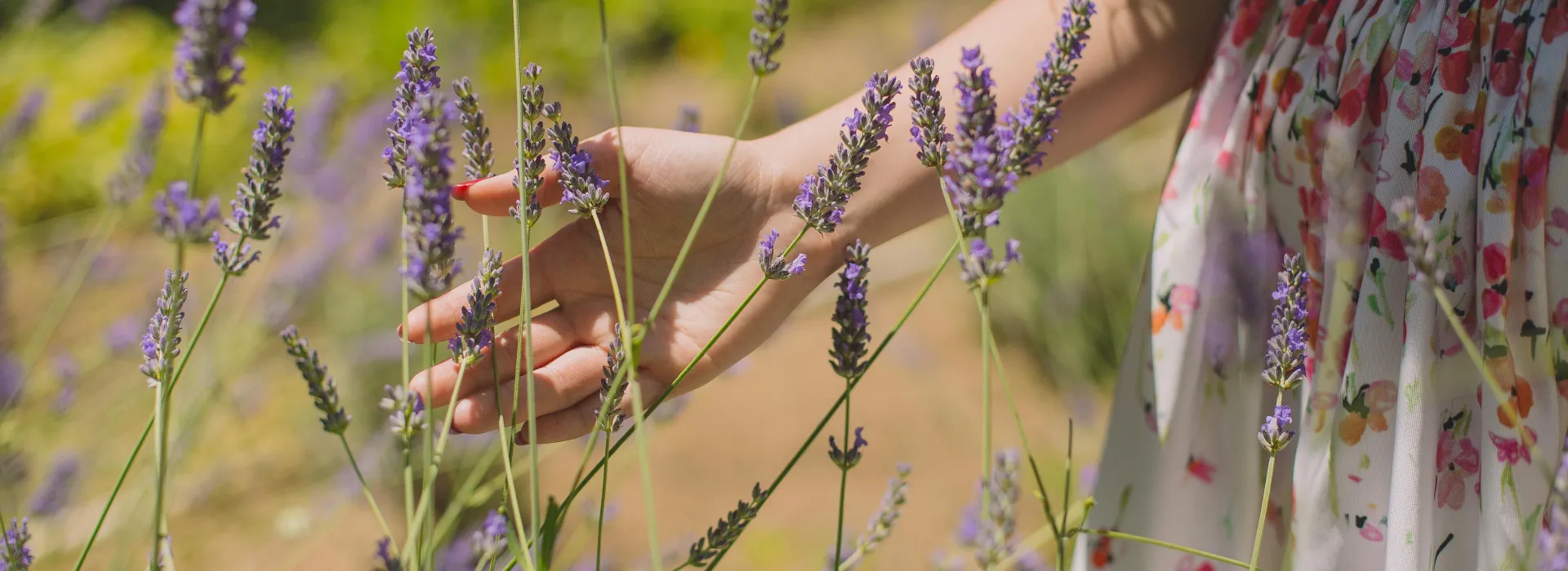 Lavendel
